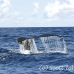 whale_humpback_h_00879_dom3011.jpg